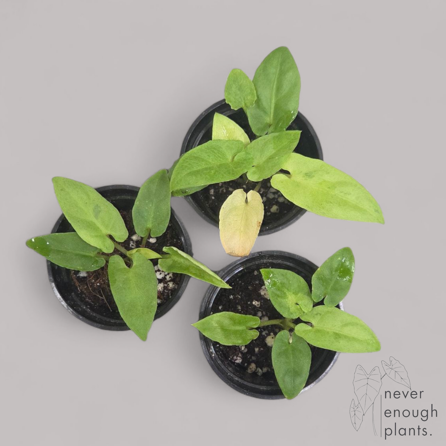 Alocasia Lauterbachiana Variegata