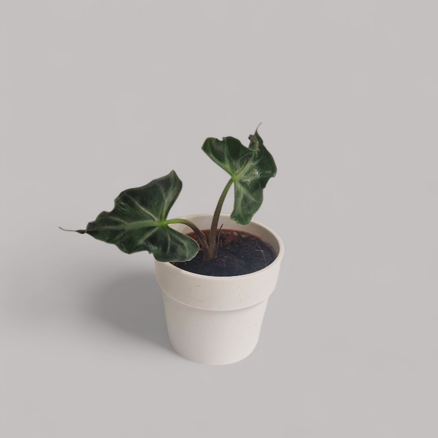Alocasia Loco