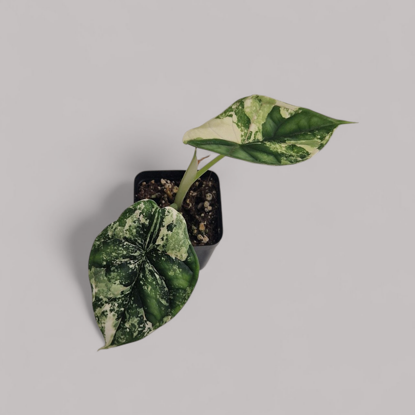 Alocasia Dragon Scale Variegata