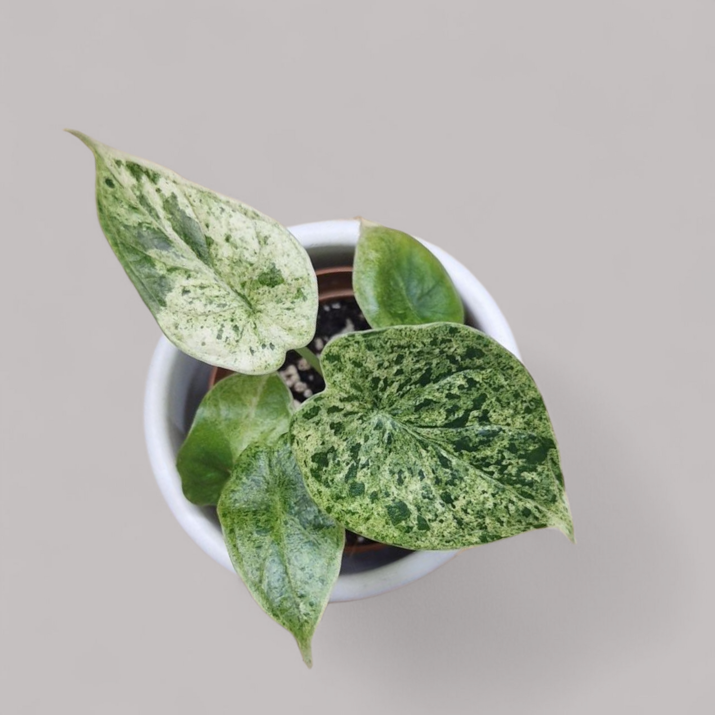 Alocasia Dragon Scale Mint