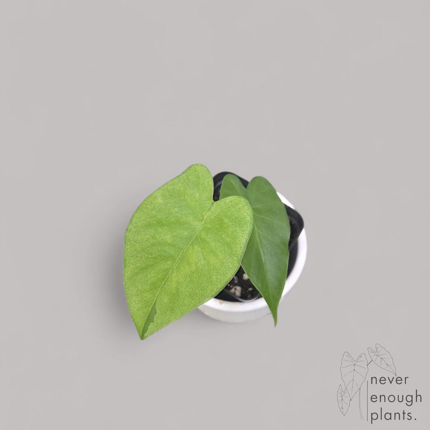 Alocasia Gageana Ghost