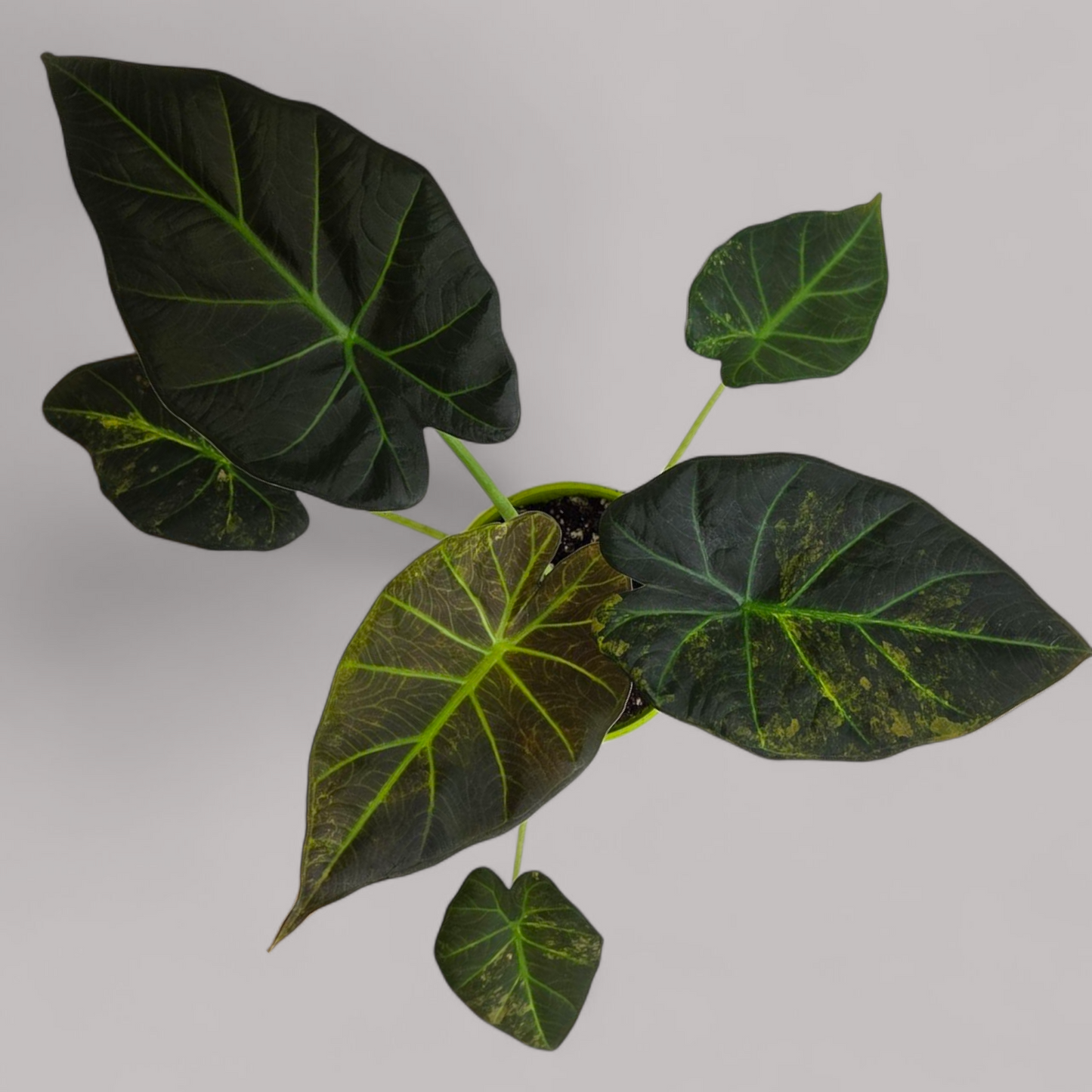 Alocasia 'Regal Shield' Aurea Variegata