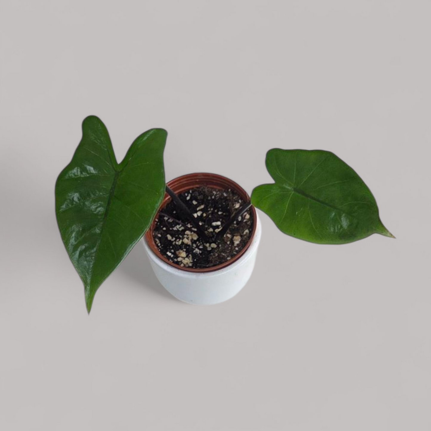 Alocasia Macrorrhiza 'Black Stem'
