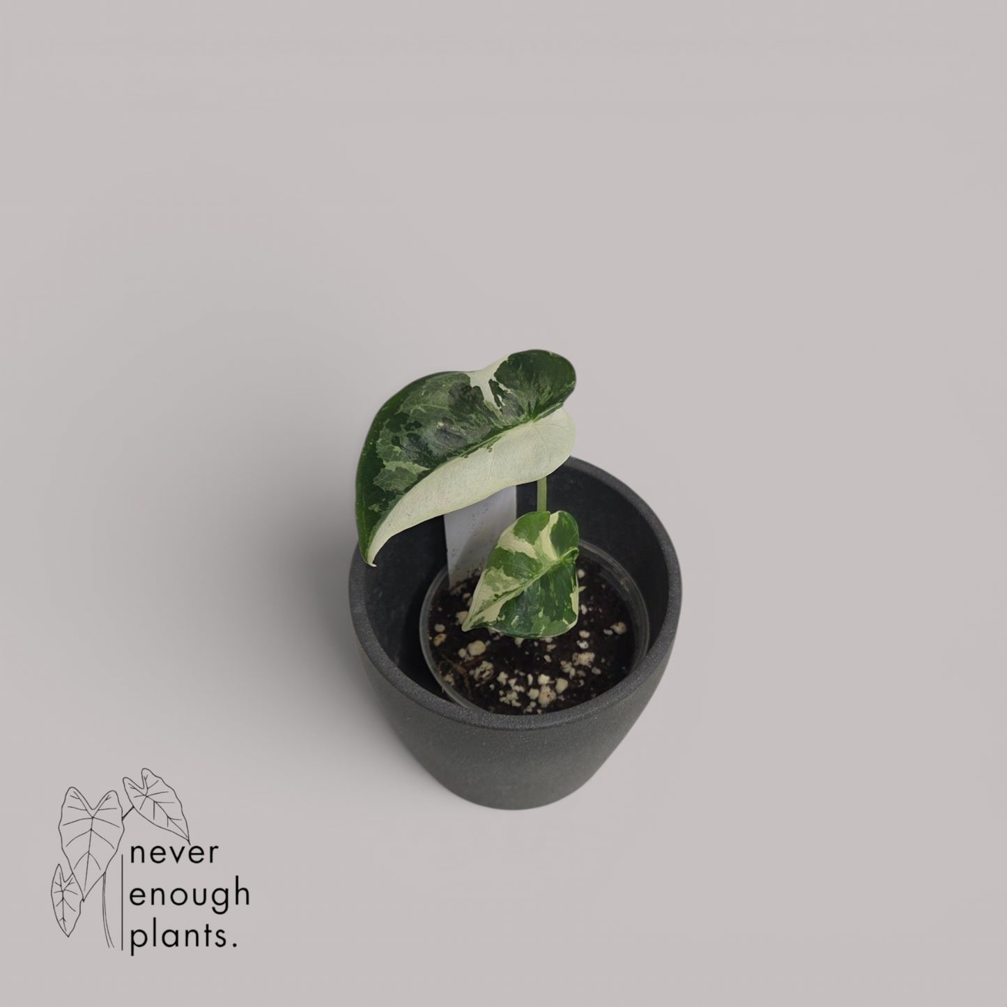 Alocasia 'Frydek' variegata