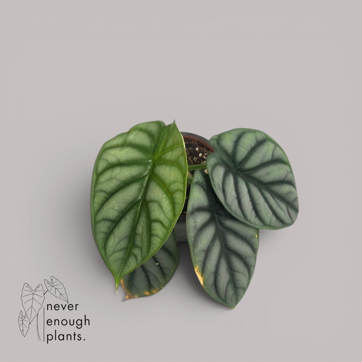 Alocasia 'Silver Dragon'