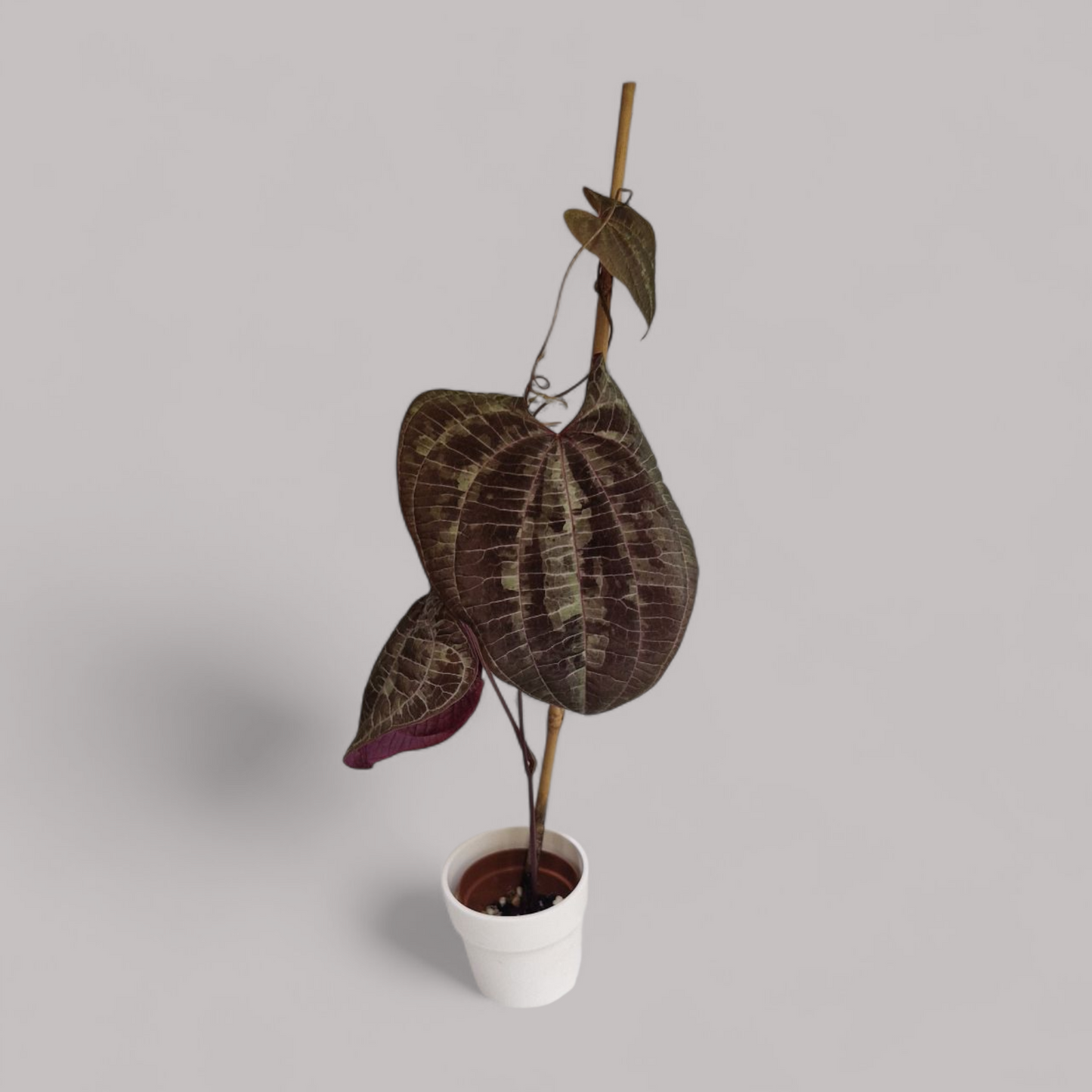 Dioscorea Discolor