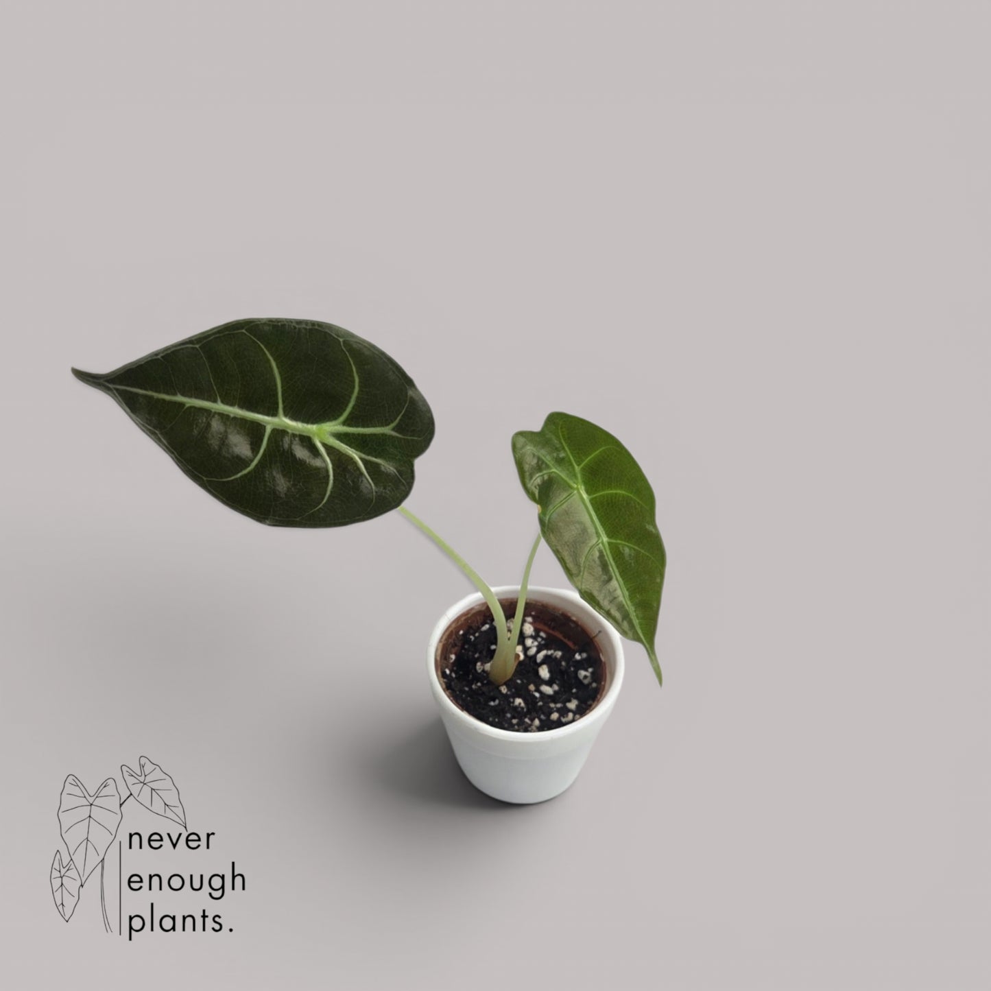 Alocasia Watsoniana