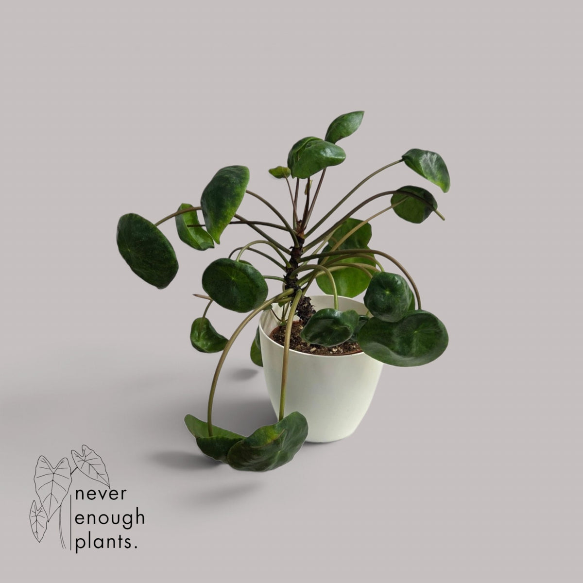 Pilea Peperomioides 'Mojito'