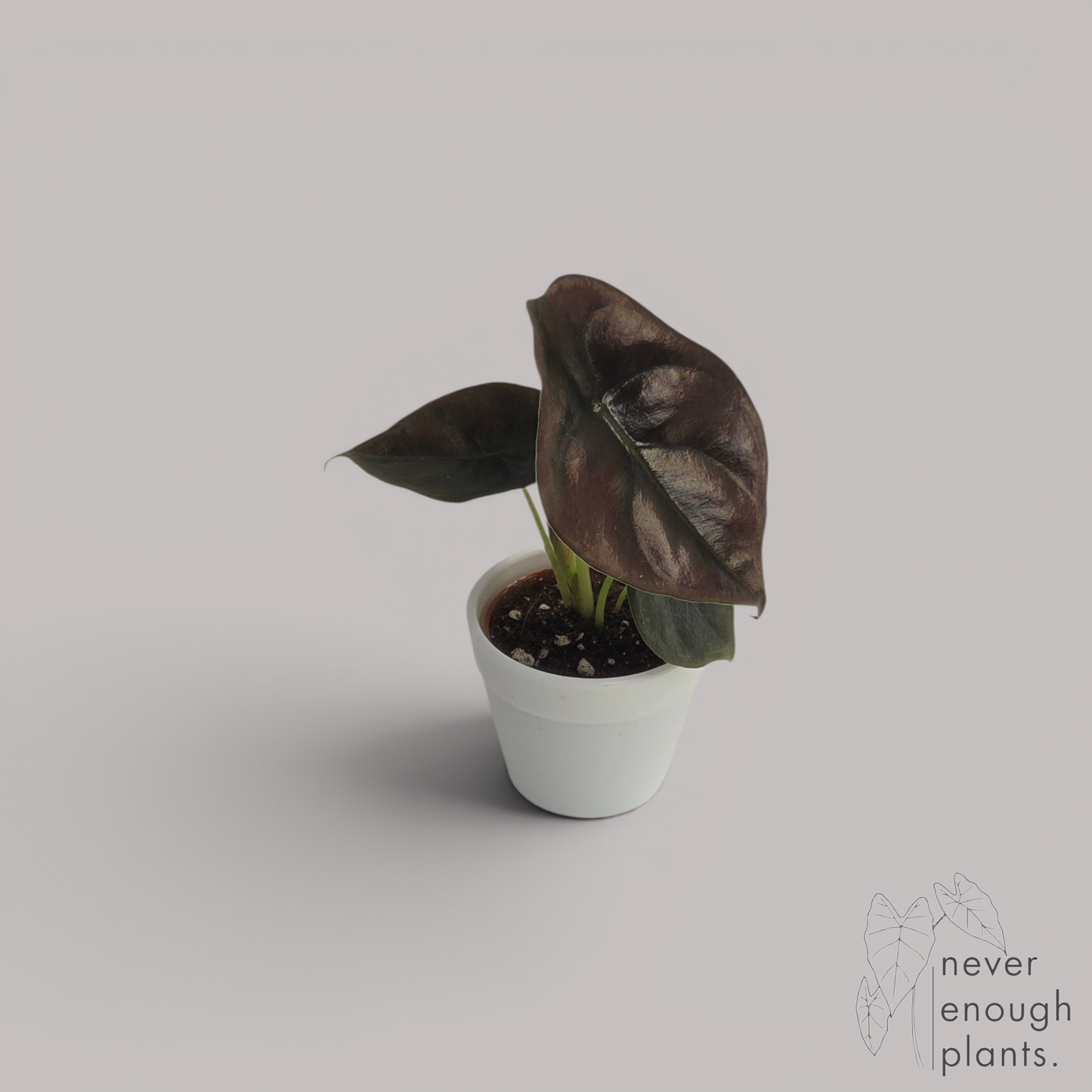 Alocasia Cuprea 'Red Secret'