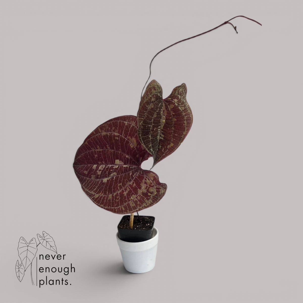 Dioscorea Discolor