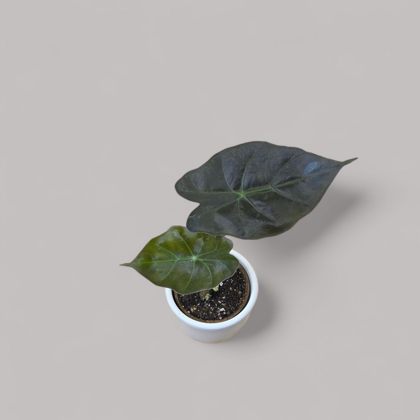 Alocasia Williams