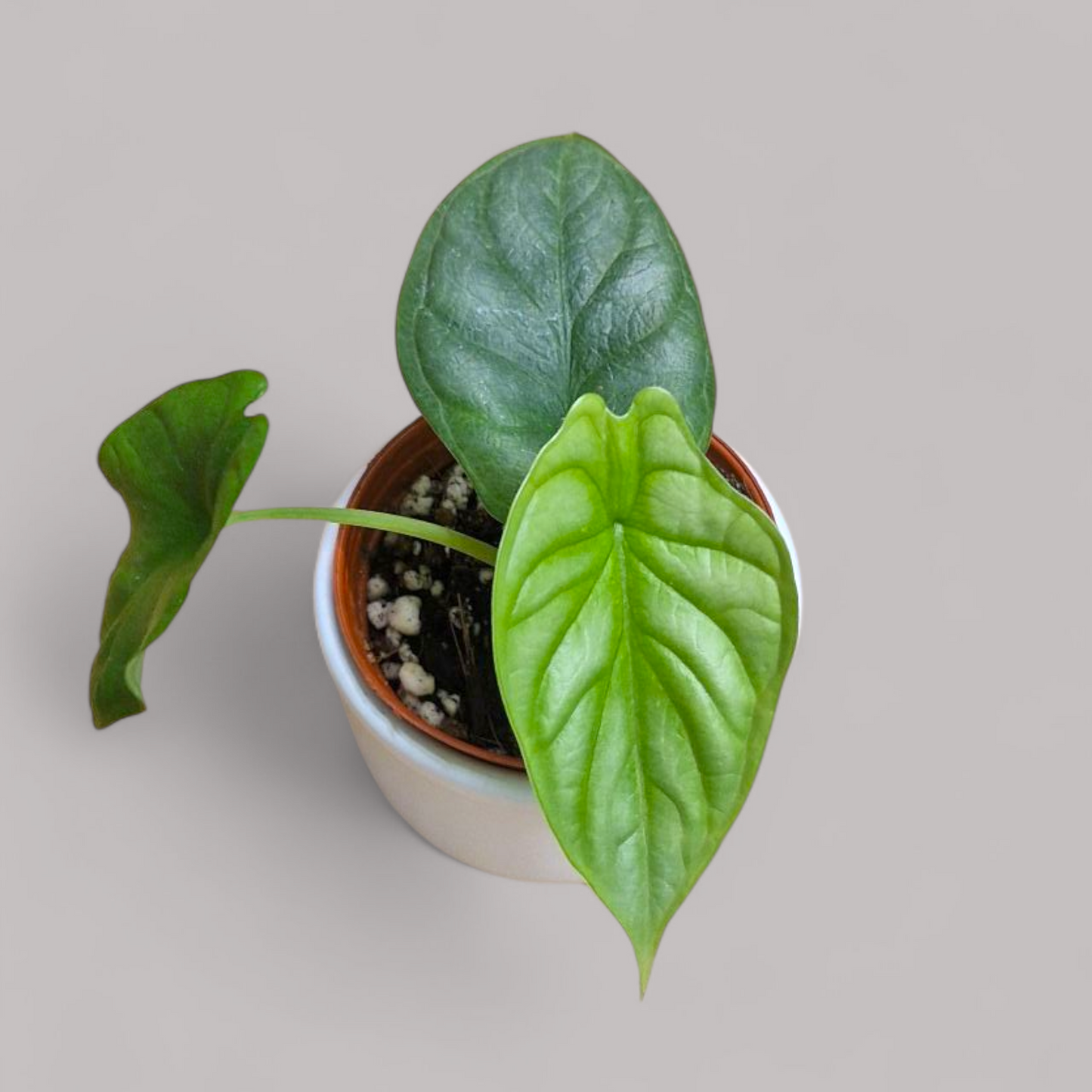Alocasia 'Silver Dragon'