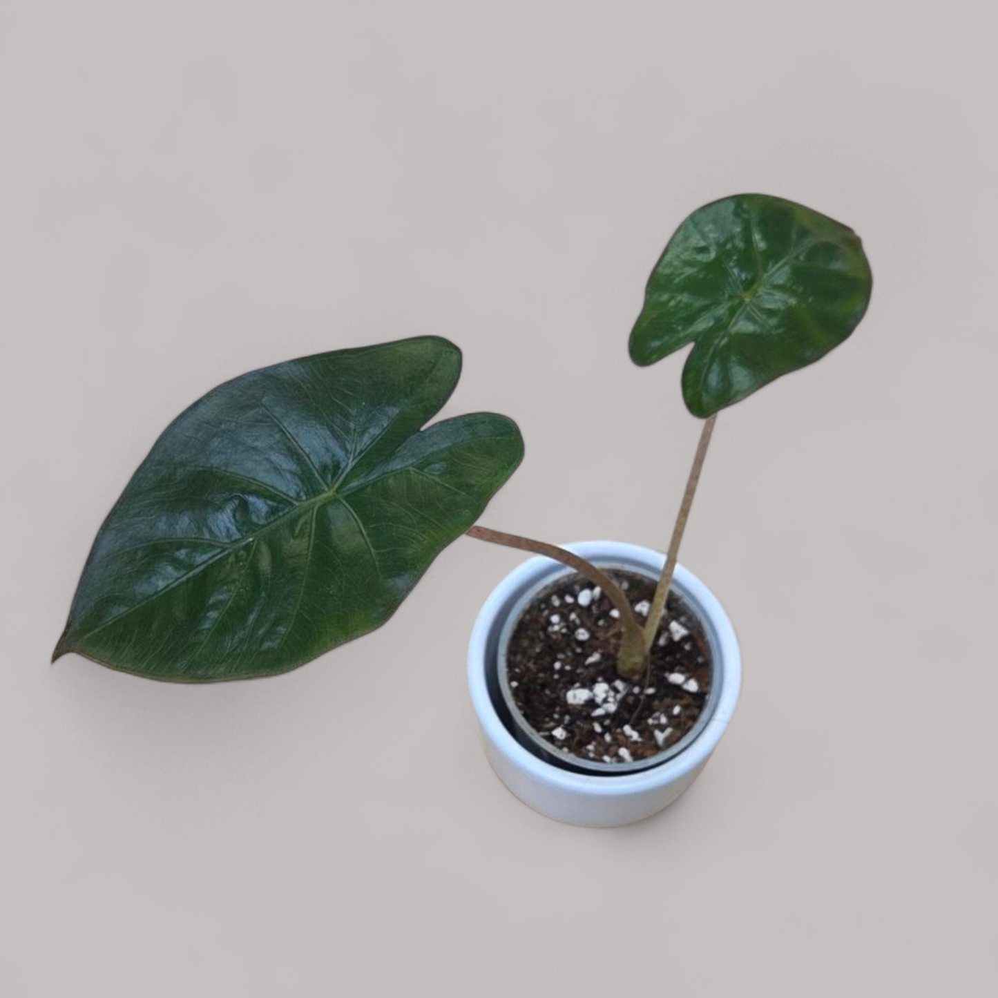 Alocasia 'Yucatan Princess'