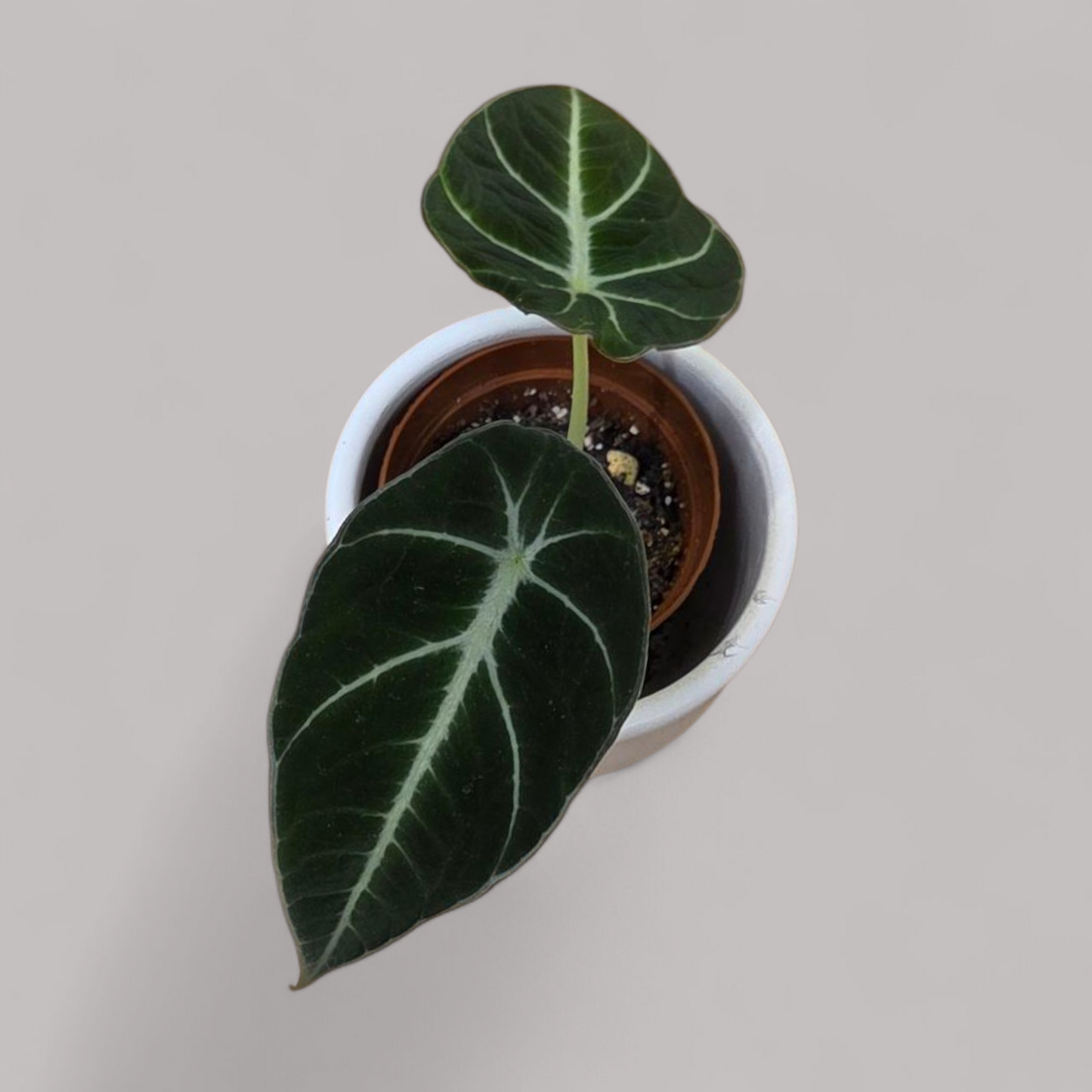 Alocasia 'Black Velvet'
