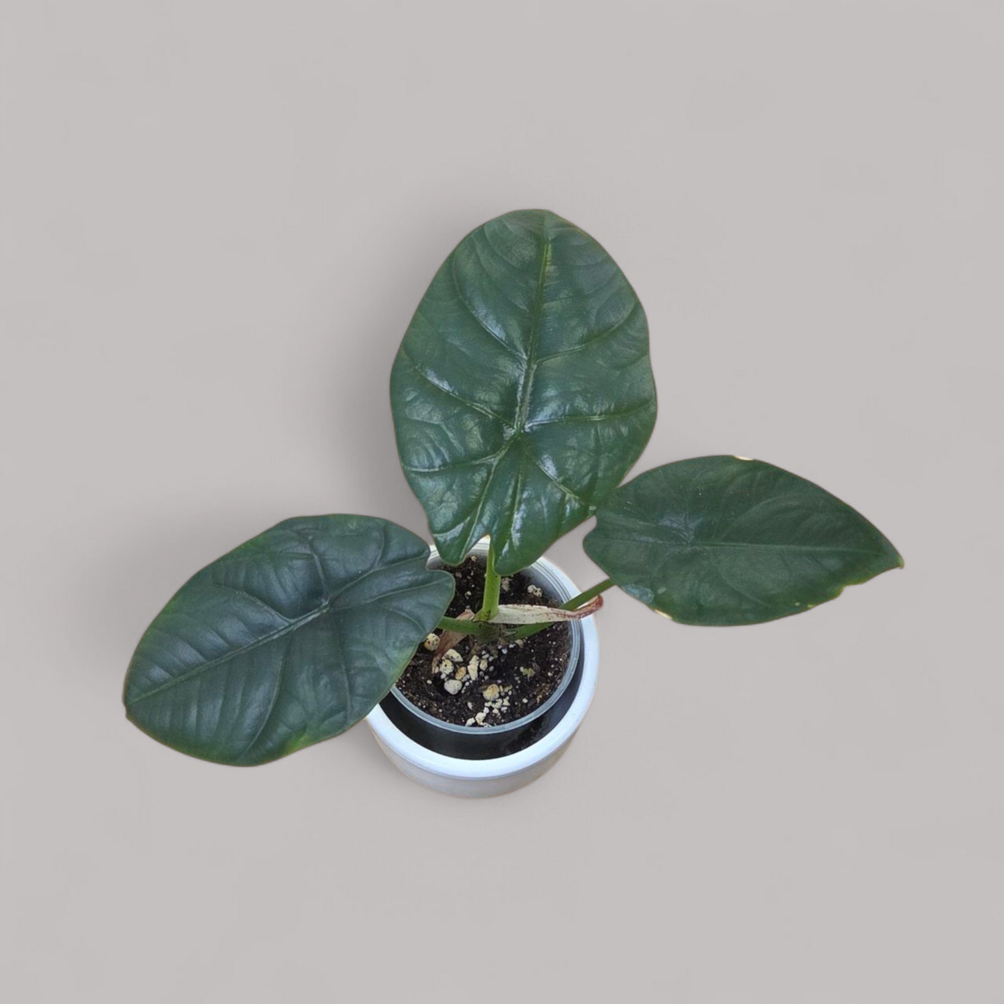 Alocasia sp. Sintang