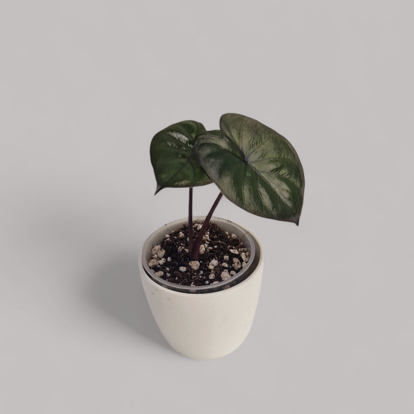 Alocasia 'Chocolate Green'