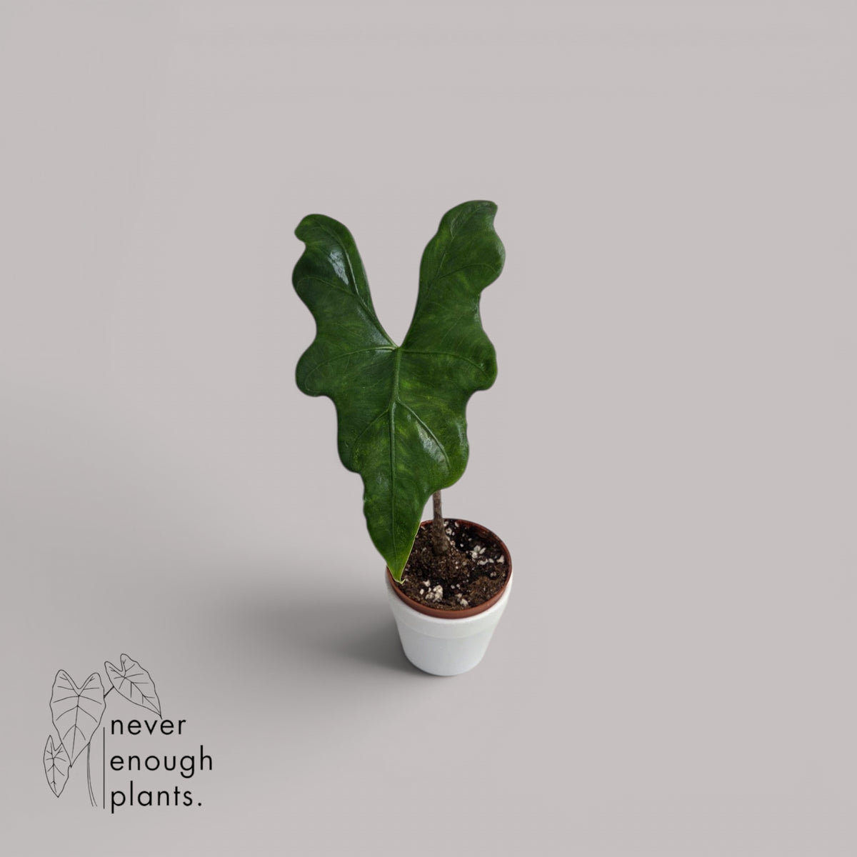 Alocasia 'Batwing'