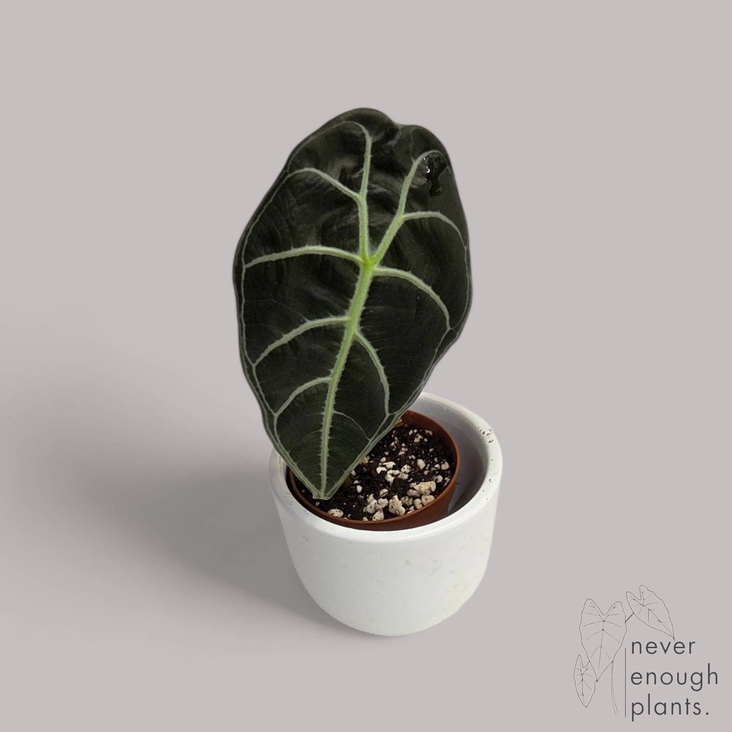 Alocasia Watsoniana