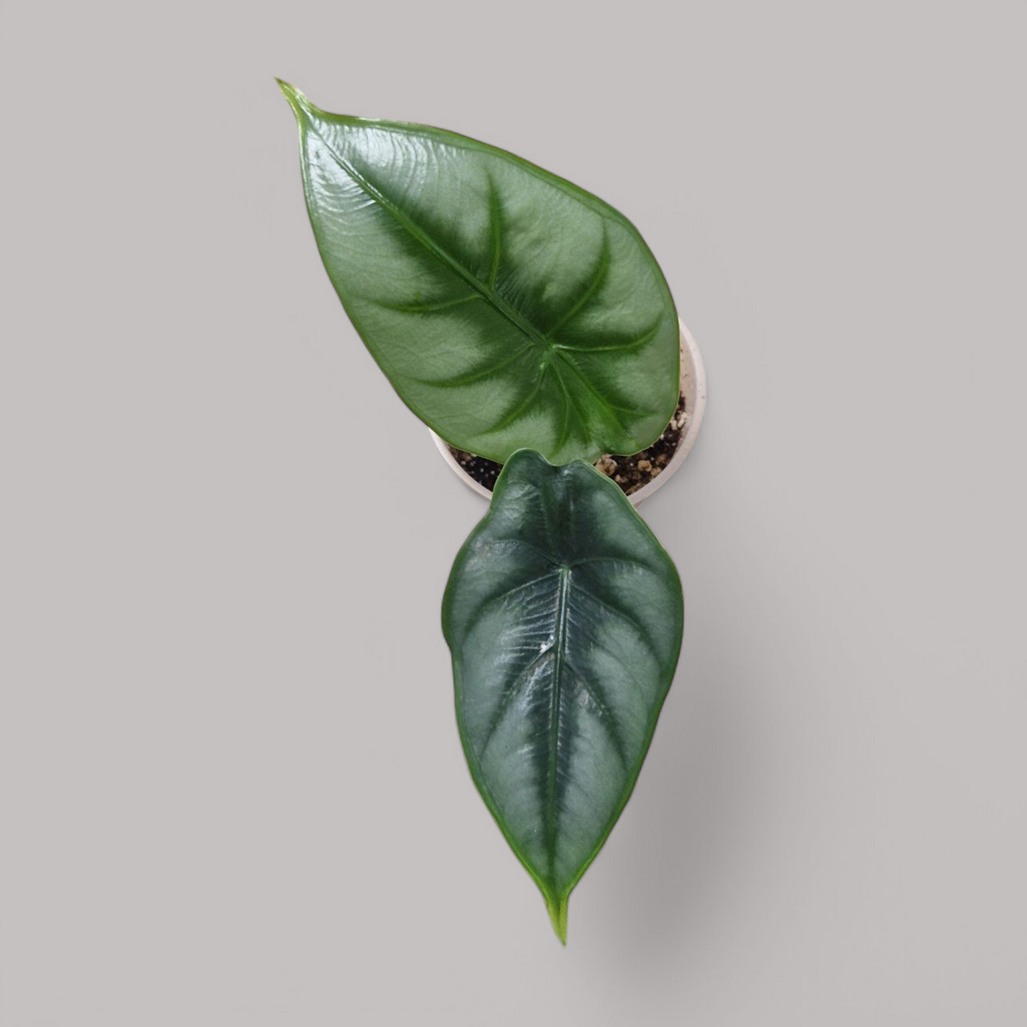 Alocasia 'Reversa'