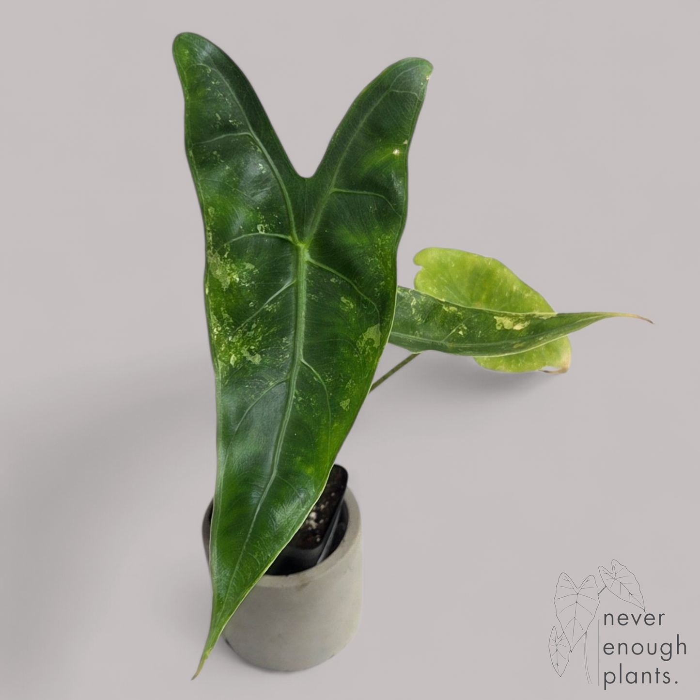 Alocasia Longiloba Aurea Variegata
