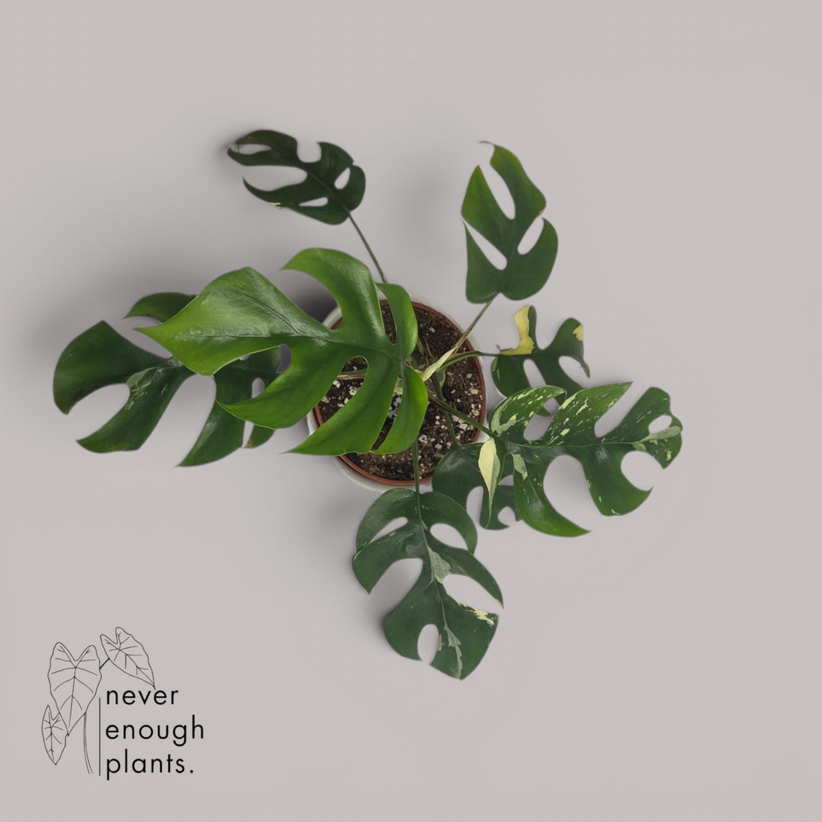 Rhaphidophora tetrasperma Variegata (Monstera minima)