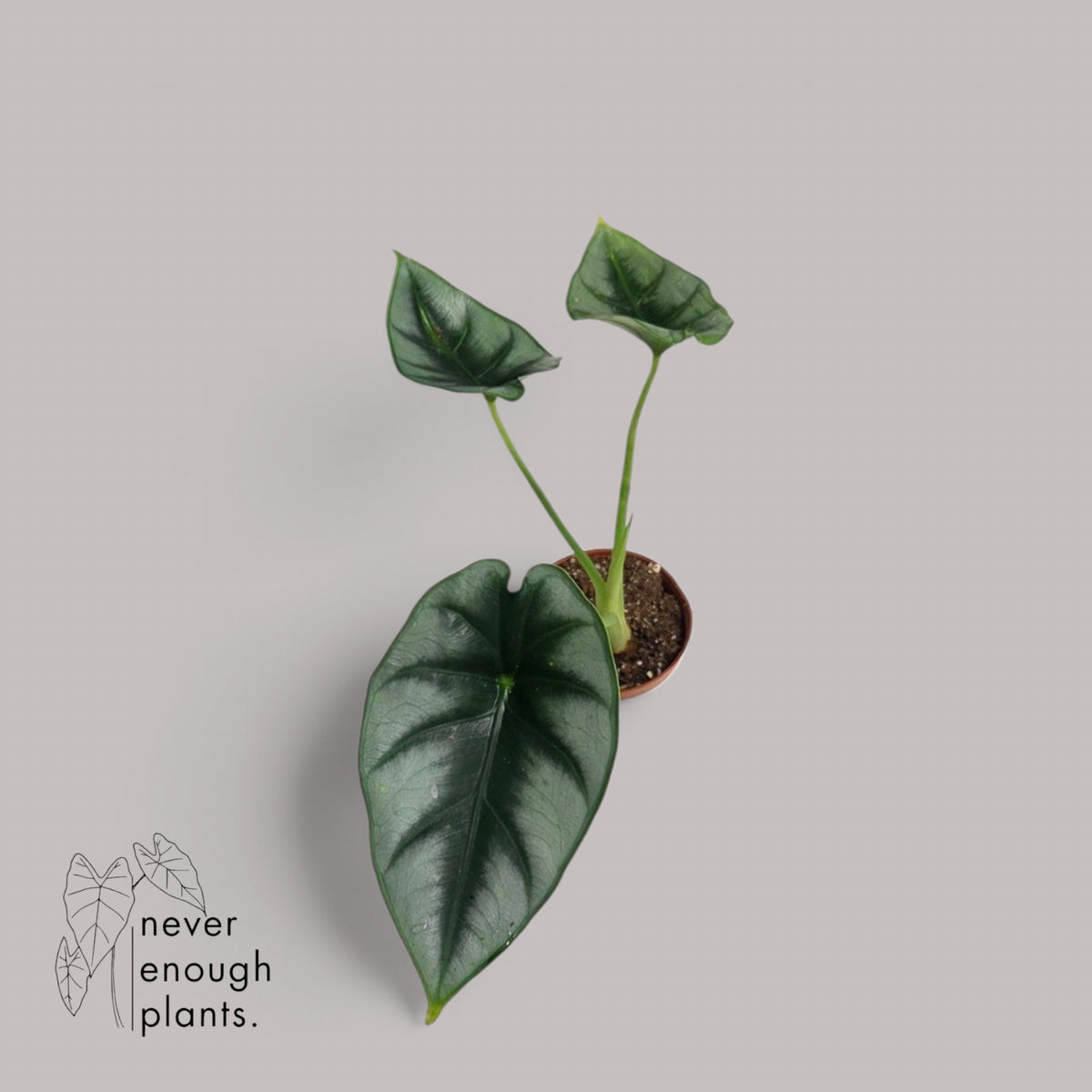 Alocasia 'Reversa'