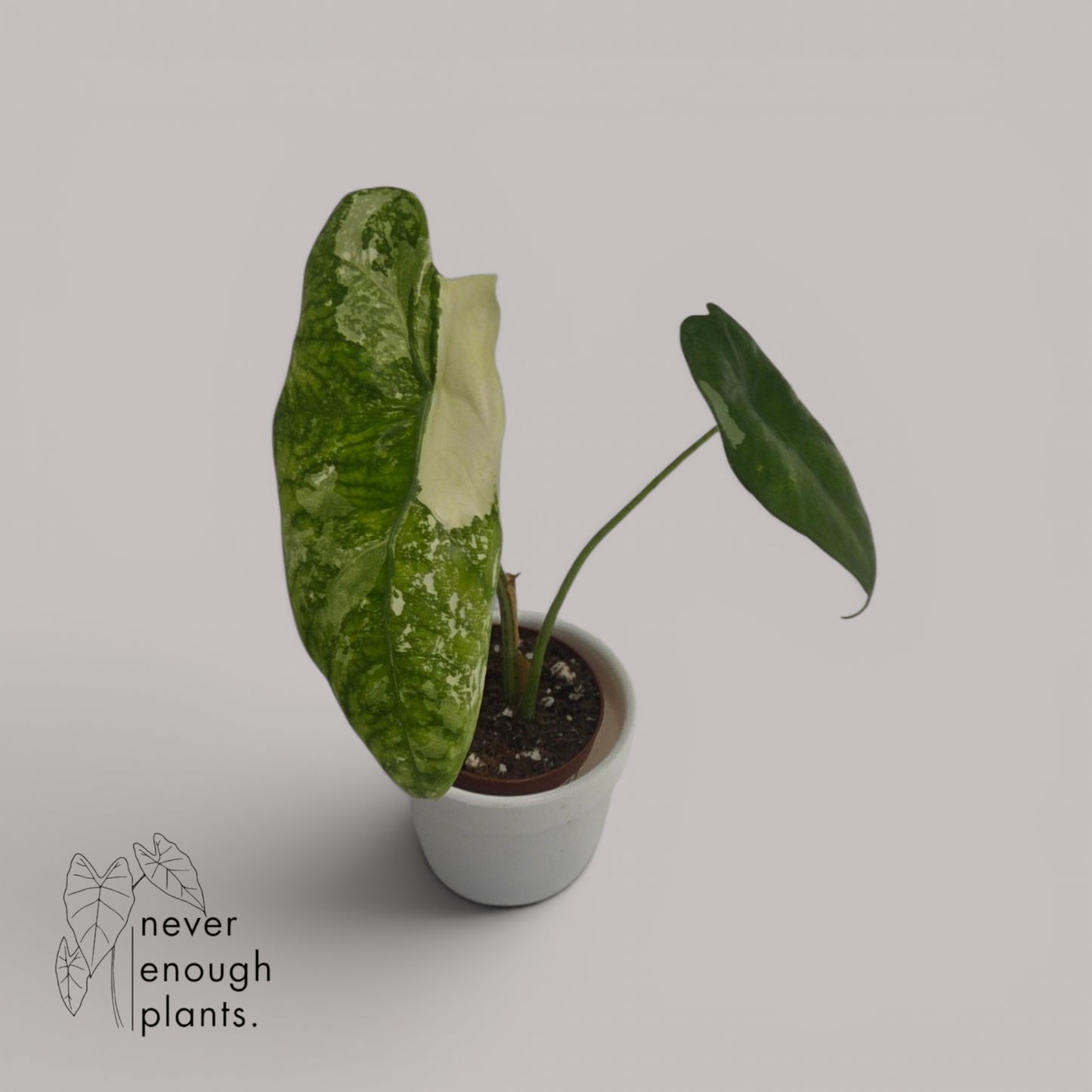Alocasia Longiloba Aurea Variegata