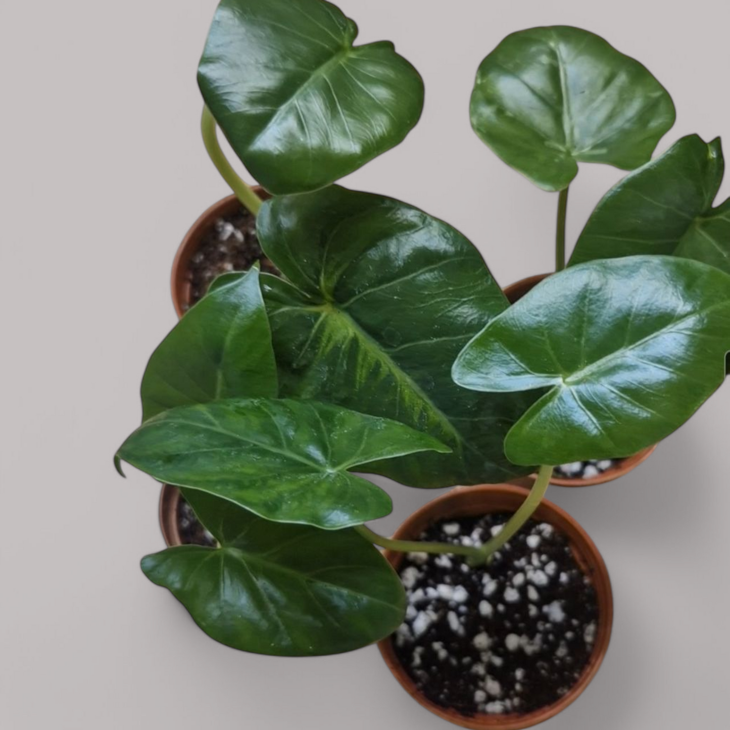 Alocasia Macrorrhiza Albo Vergrünt