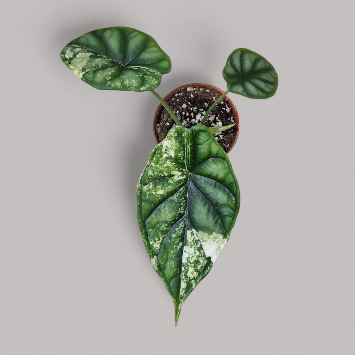 Alocasia Dragon Scale Variegata