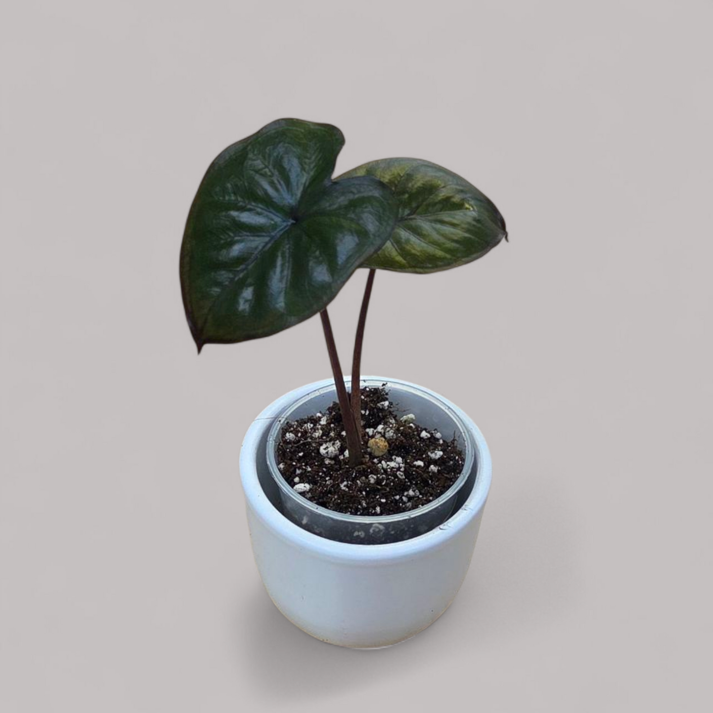 Alocasia 'Chocolate Green'