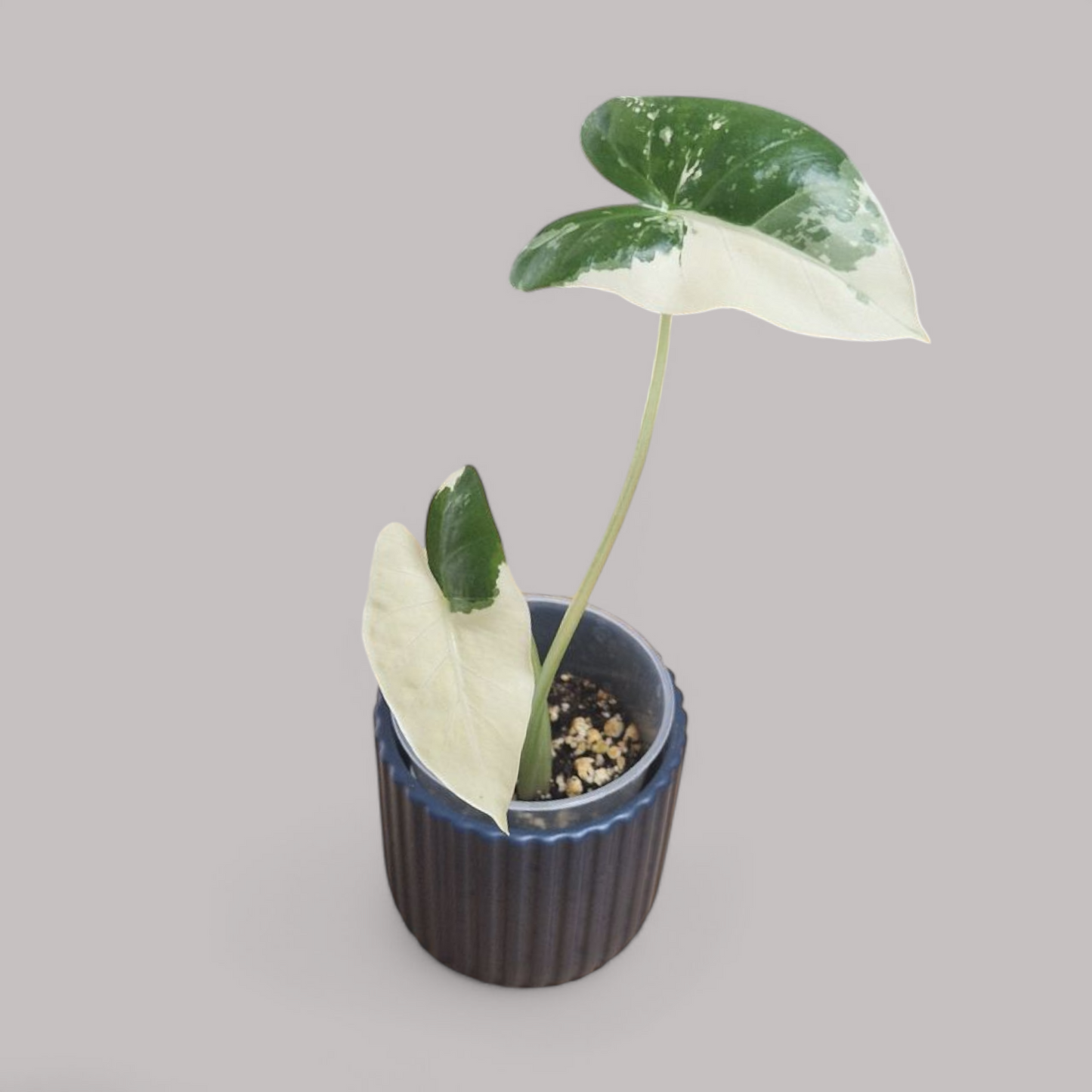 Alocasia Macrorrhiza albo variegata