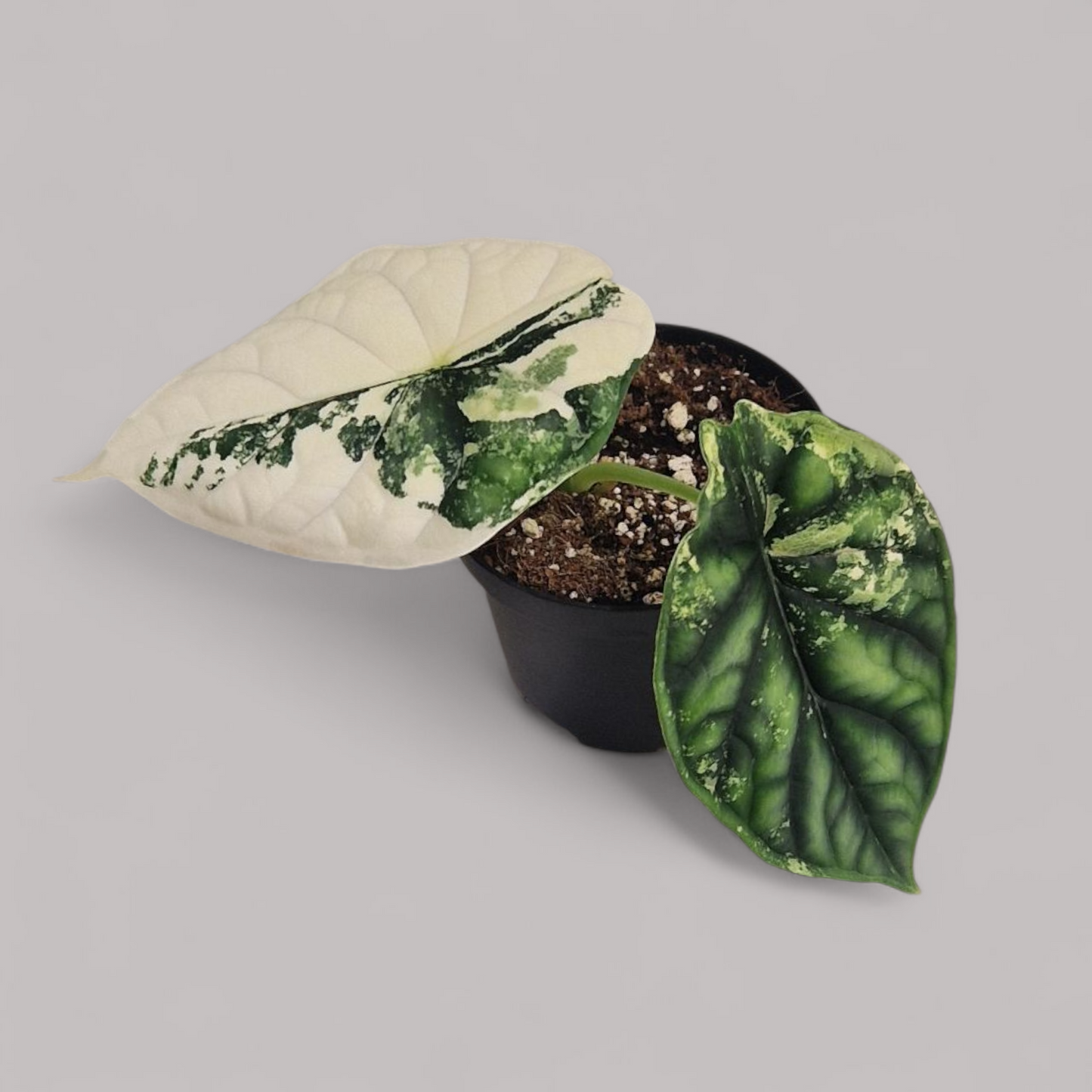 Alocasia Dragon Scale Variegata
