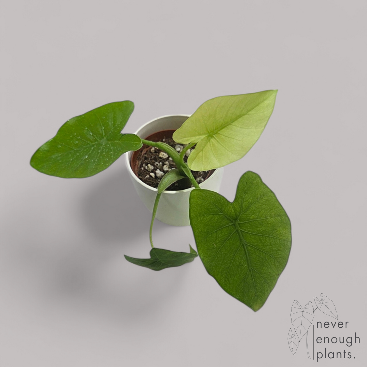 Alocasia Gageana Ghost