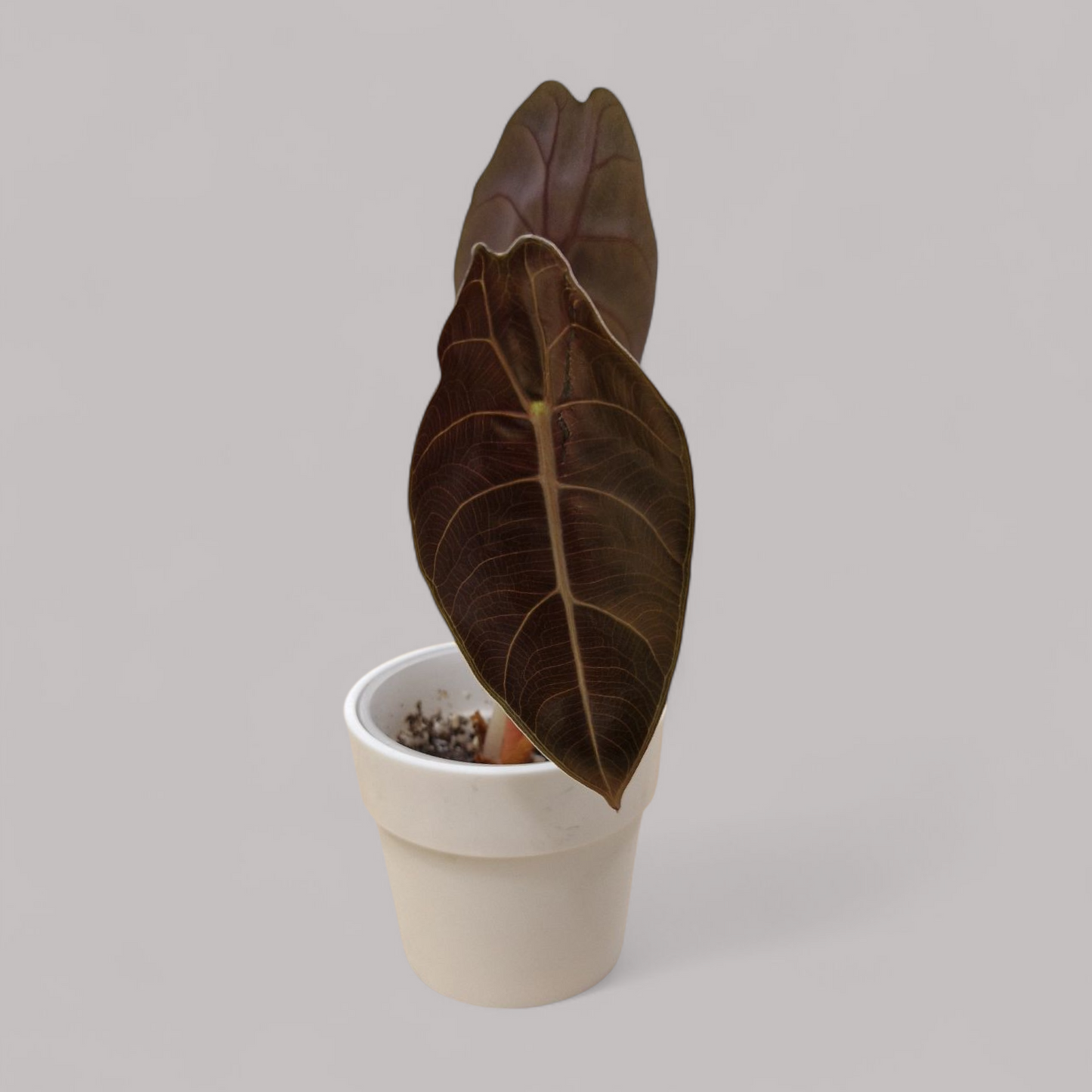Alocasia Suhirmanjana