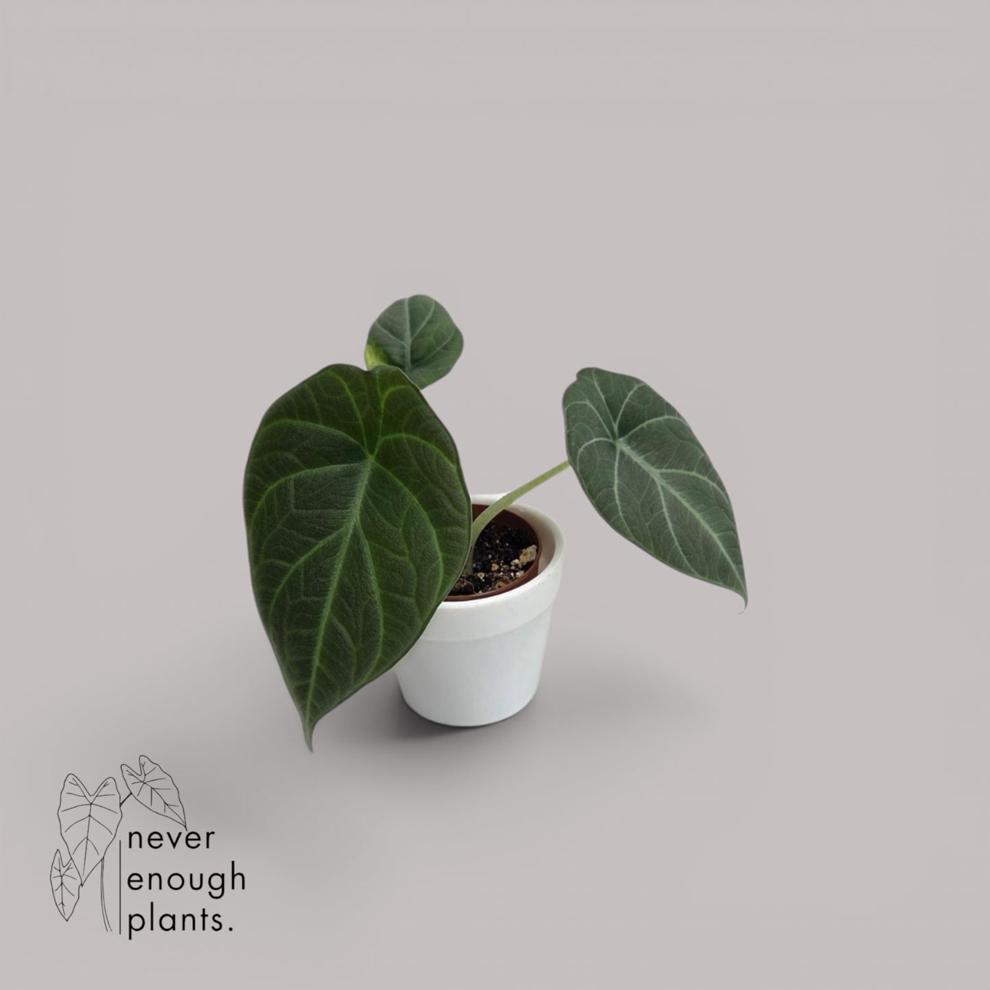 Alocasia 'Maharani'