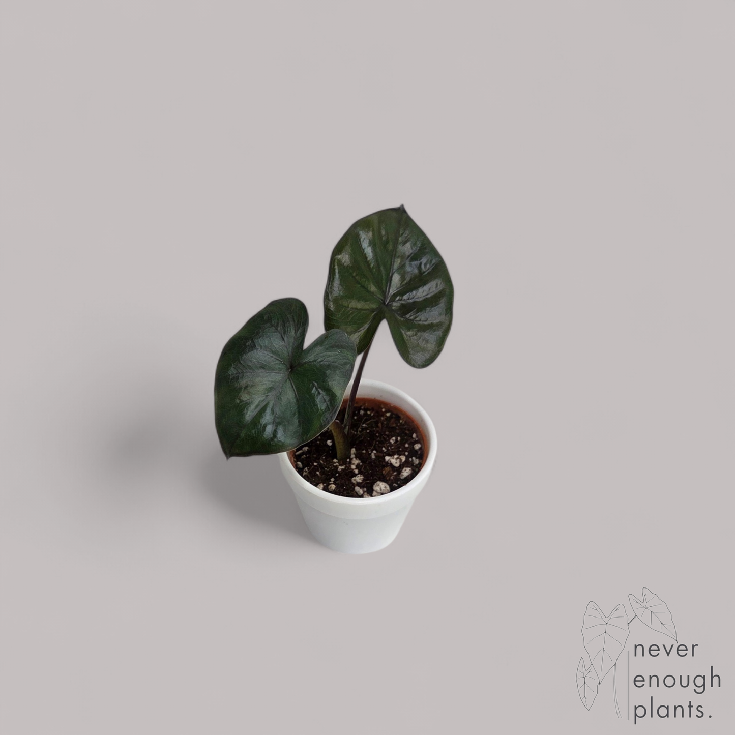 Alocasia 'Chocolate Green'
