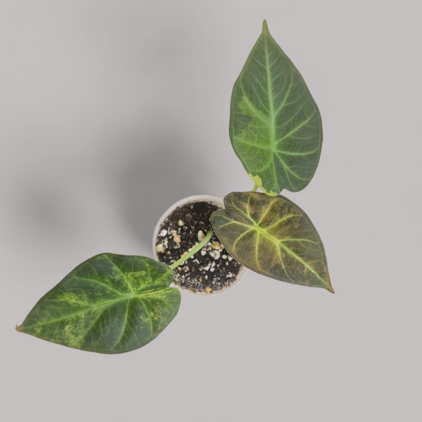 Alocasia 'Regal Shield' Aurea Variegata