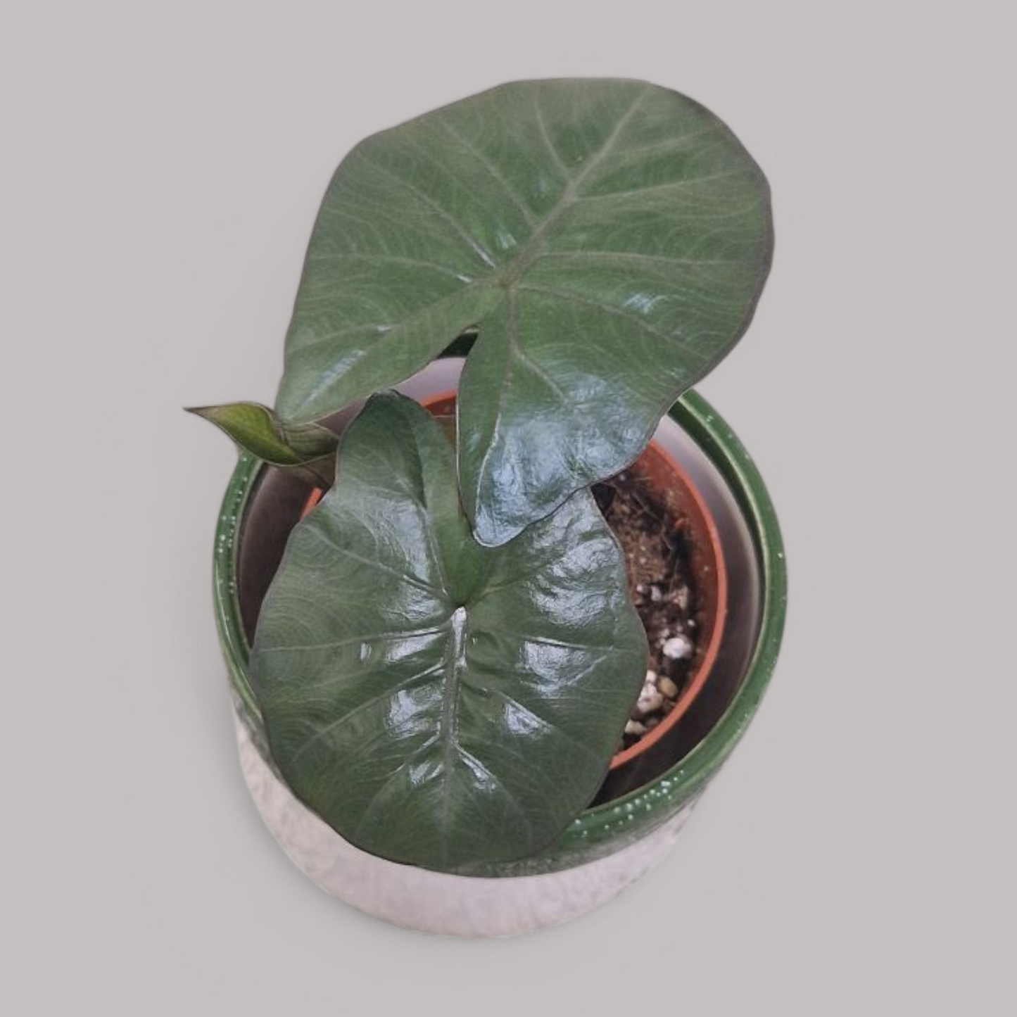 Alocasia 'Yucatan Princess'