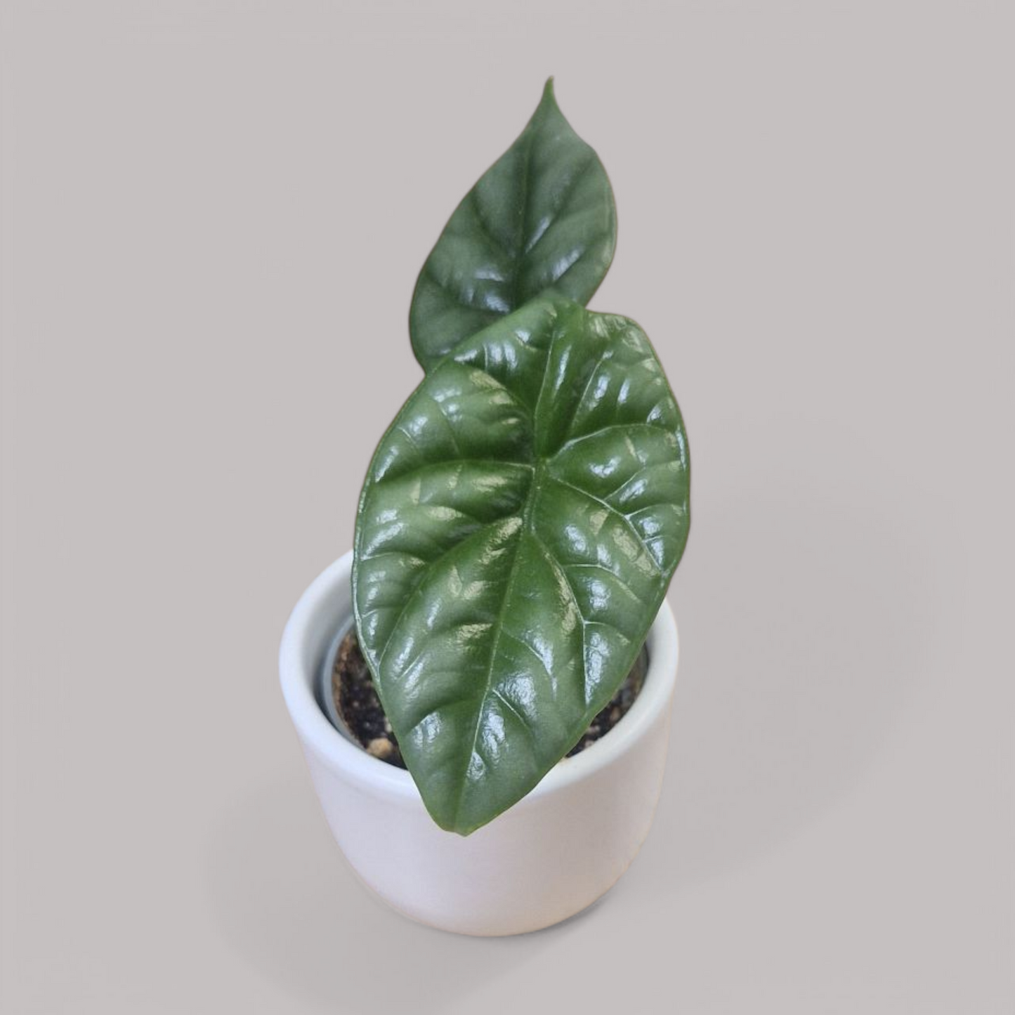 Alocasia Sinuata