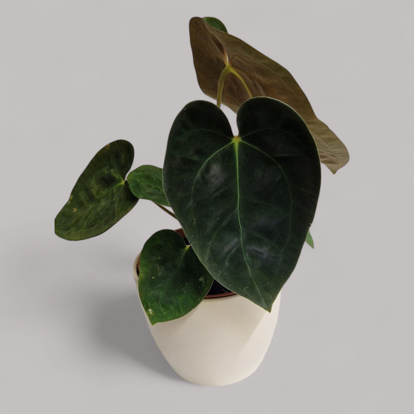 Anthurium papillilaminum