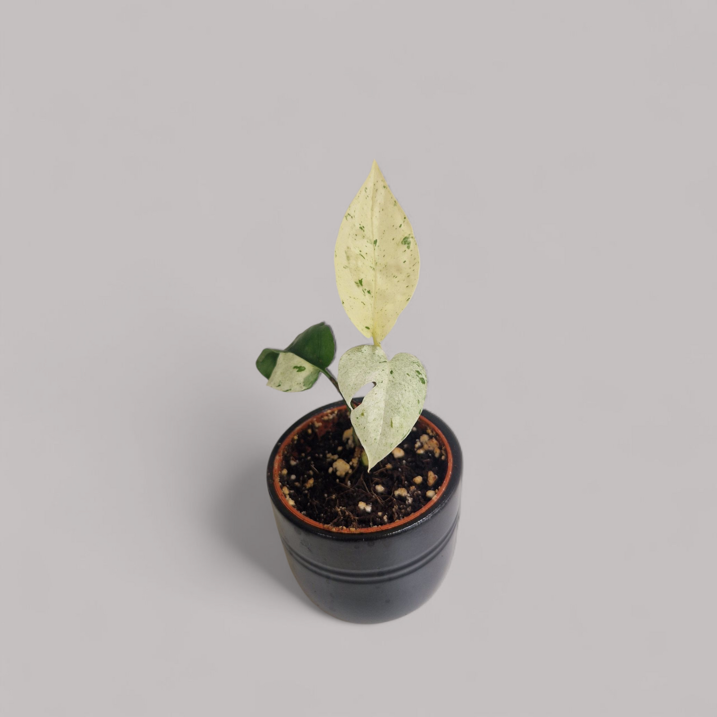 Epipremnum pinnatum marble variegata