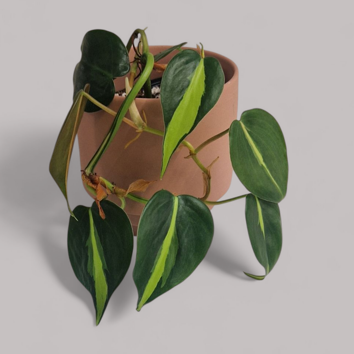Philodendron Scandens Brasil