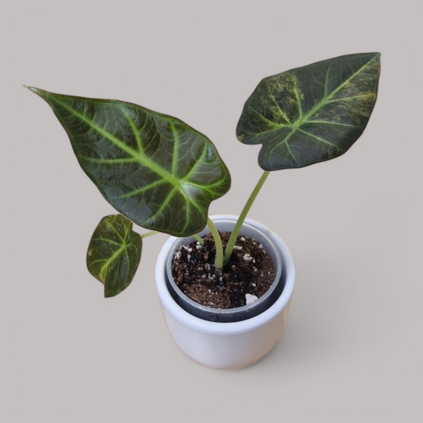 Alocasia 'Regal Shield' Aurea Variegata