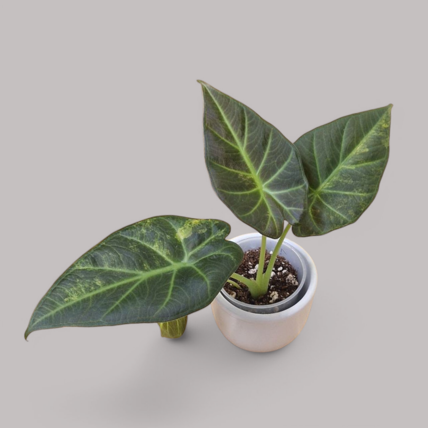 Alocasia 'Regal Shield' Aurea Variegata