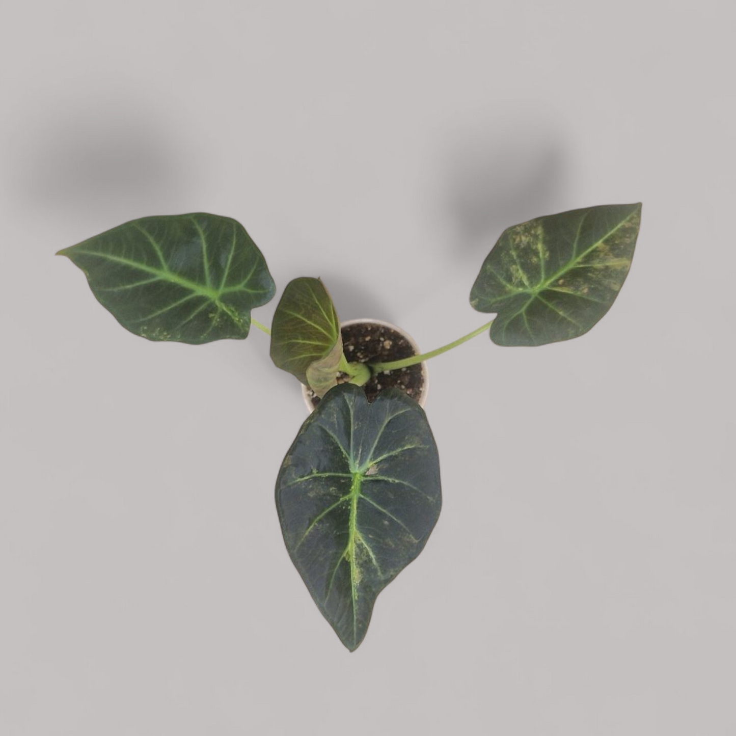 Alocasia 'Regal Shield' Aurea Variegata