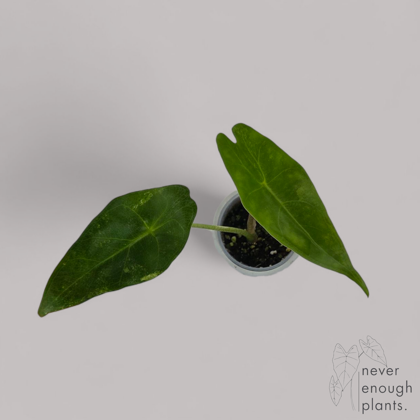 Alocasia Longiloba Aurea Variegata