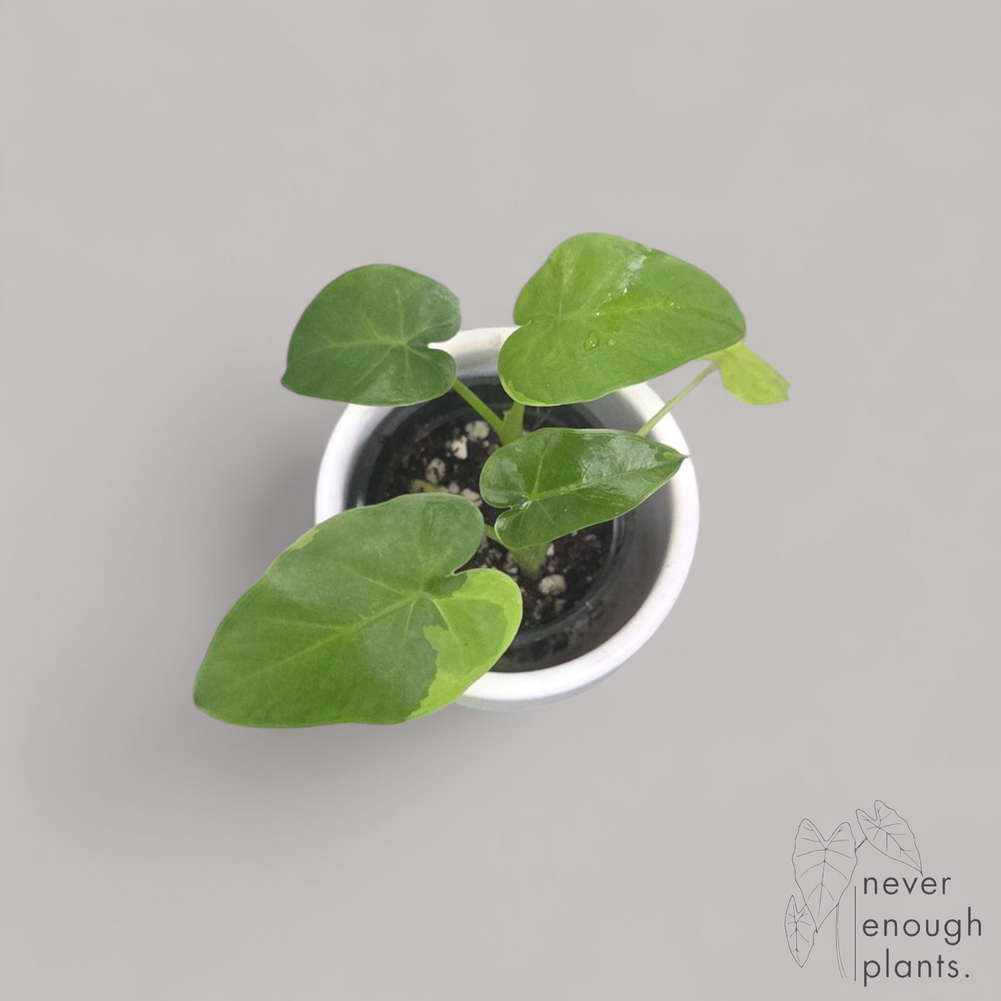 Leucocasia Aurea Variegata