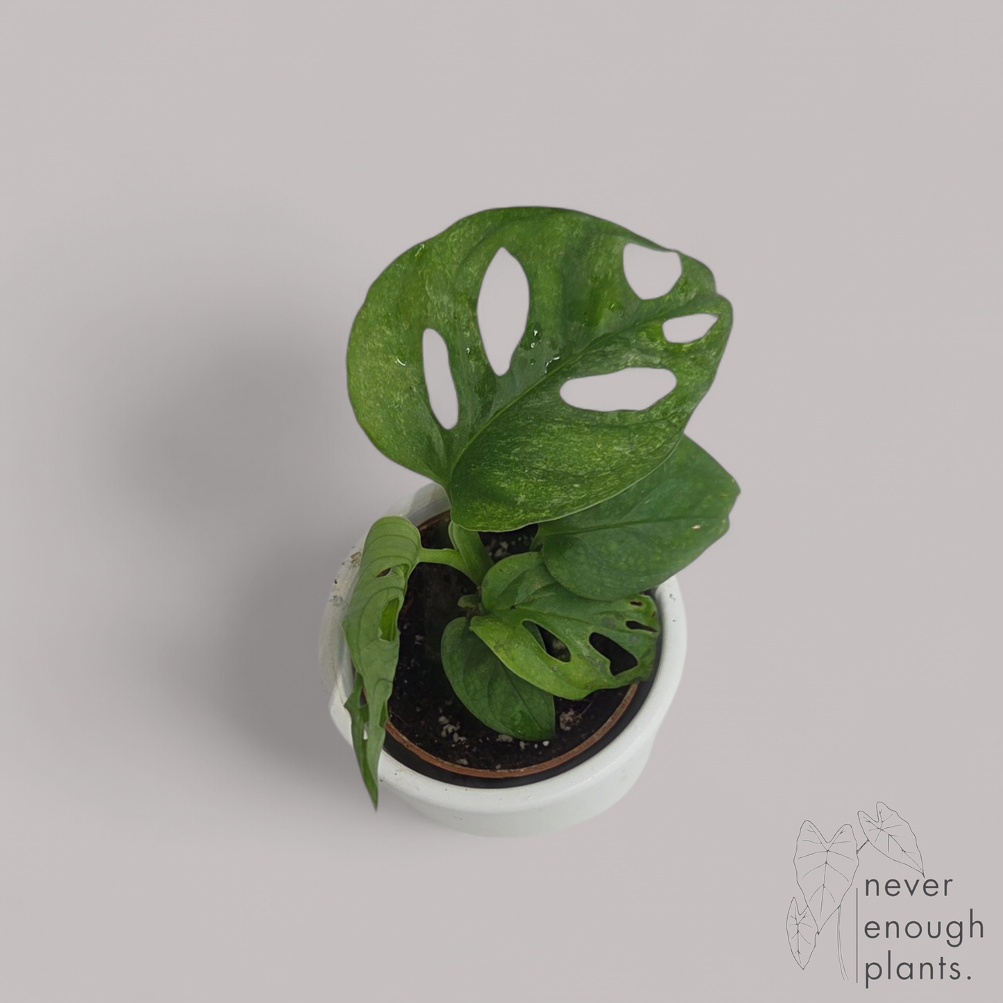 Monstera adansonii 'Mint'