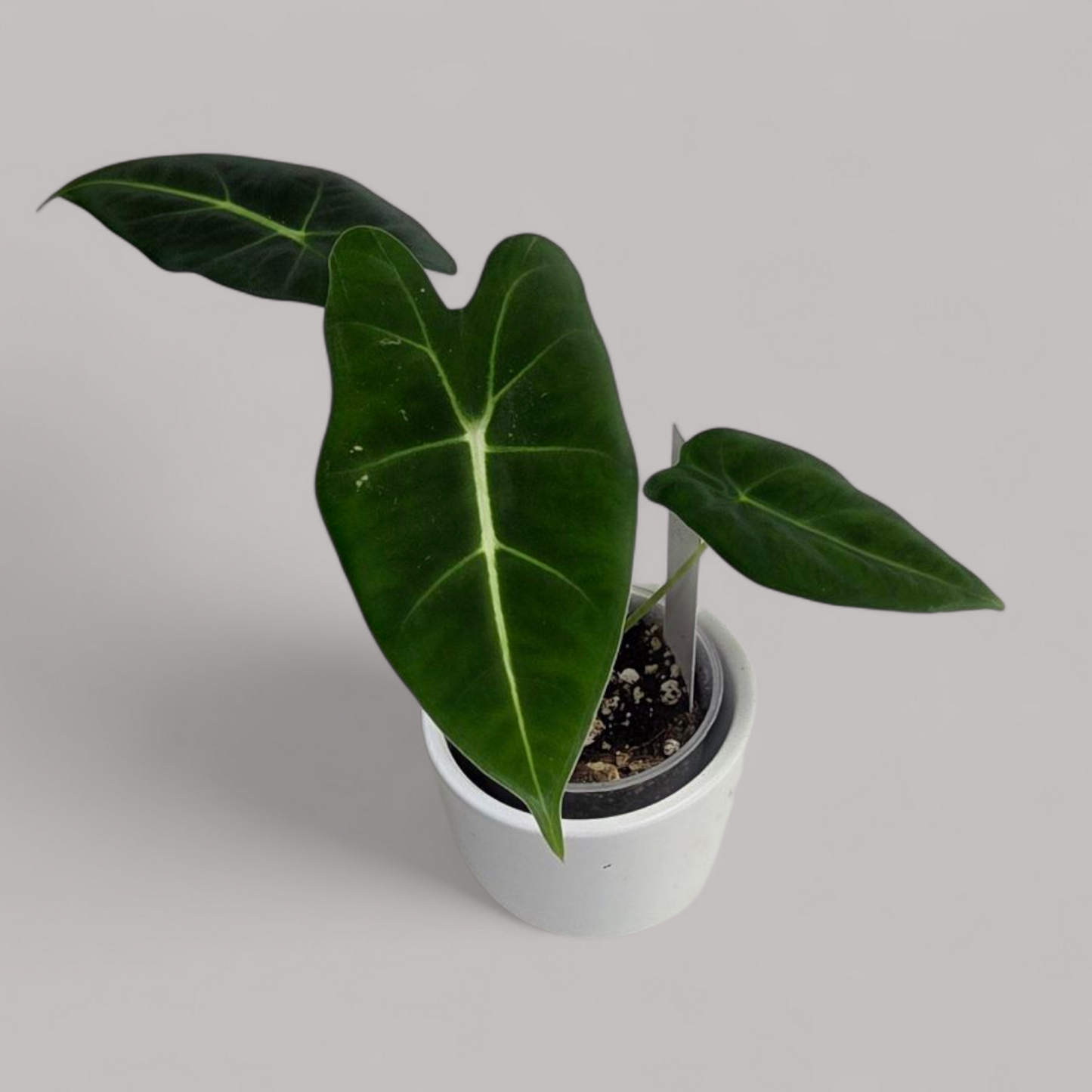 Alocasia Micholitziana 'Frydek'