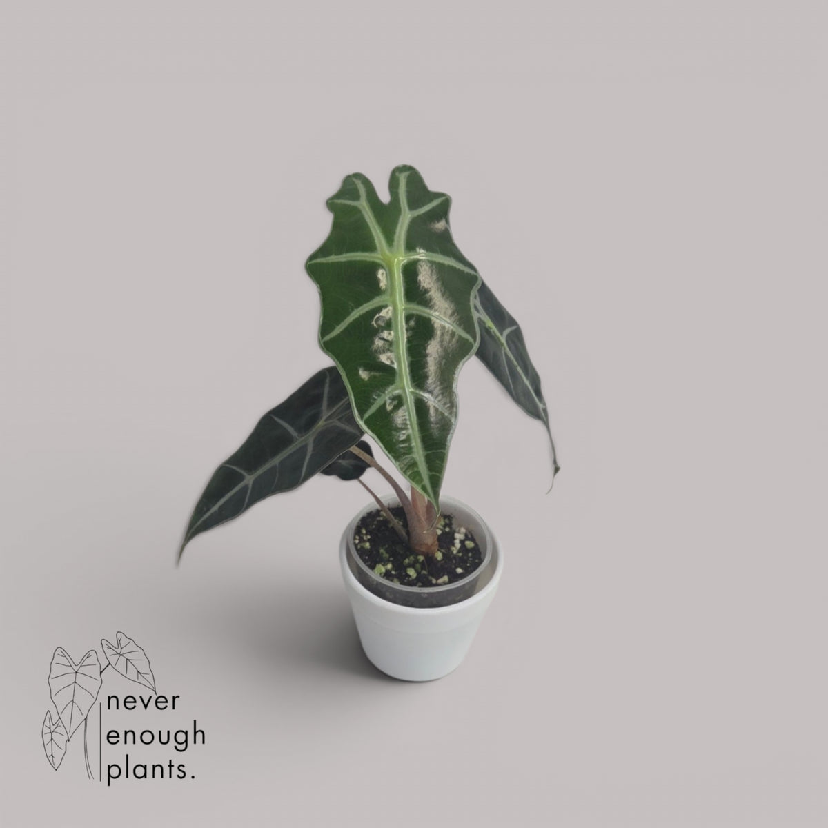 Alocasia Amazonica Polly